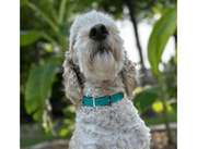 Fishtail Hand Braided Dog Collar in Teal & Cream – Dog Collars by Pawsh Pup Co.