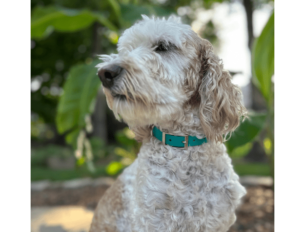 Fishtail Hand Braided Dog Collar in Teal & Cream – Dog Collars by Pawsh Pup Co.