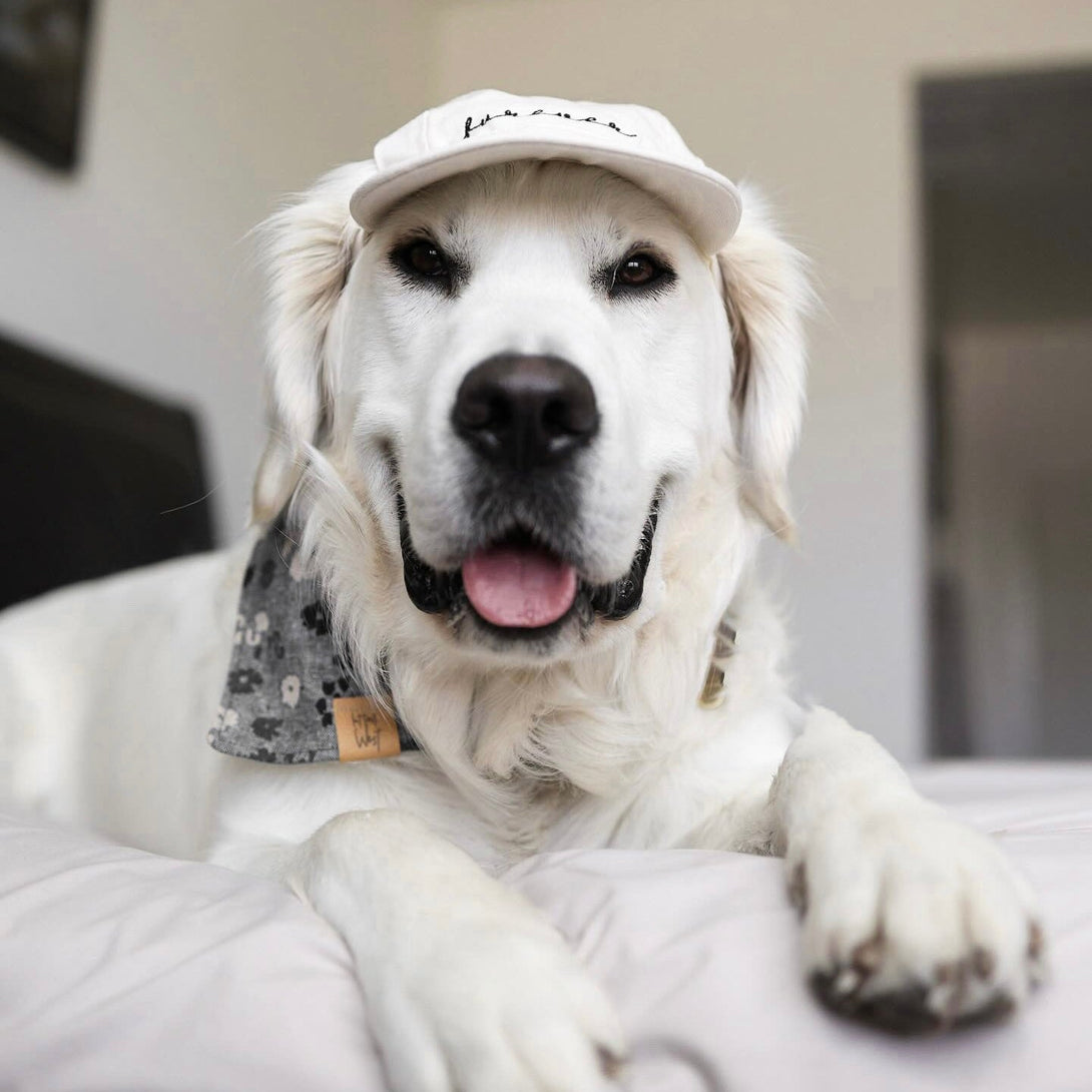 Furever Pet Dog Hat – Dog Hats by Fur Elise Pets