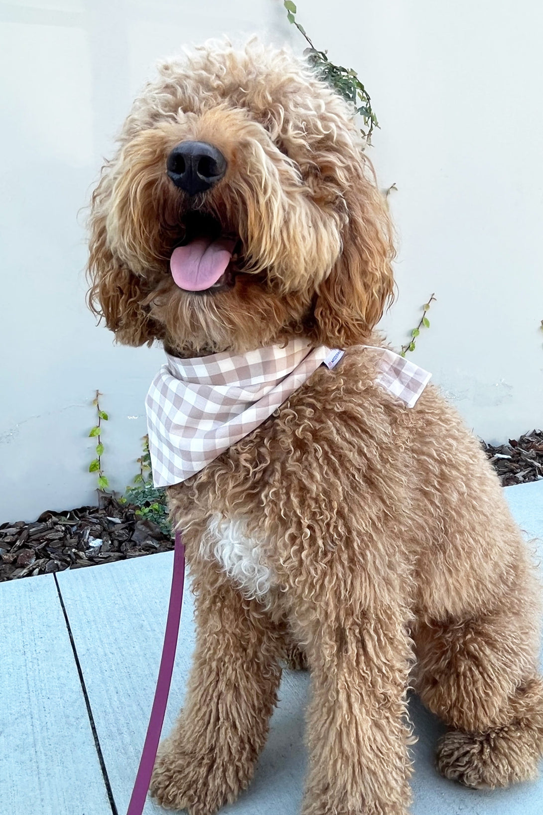 Gingham Dog Bandana – Bandanas & Neckwear by MODERNBEAST