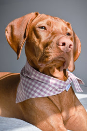 Gingham Dog Bandana – Bandanas & Neckwear by MODERNBEAST