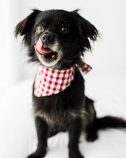 Gingham Dog Bandana – Bandanas & Neckwear by MODERNBEAST