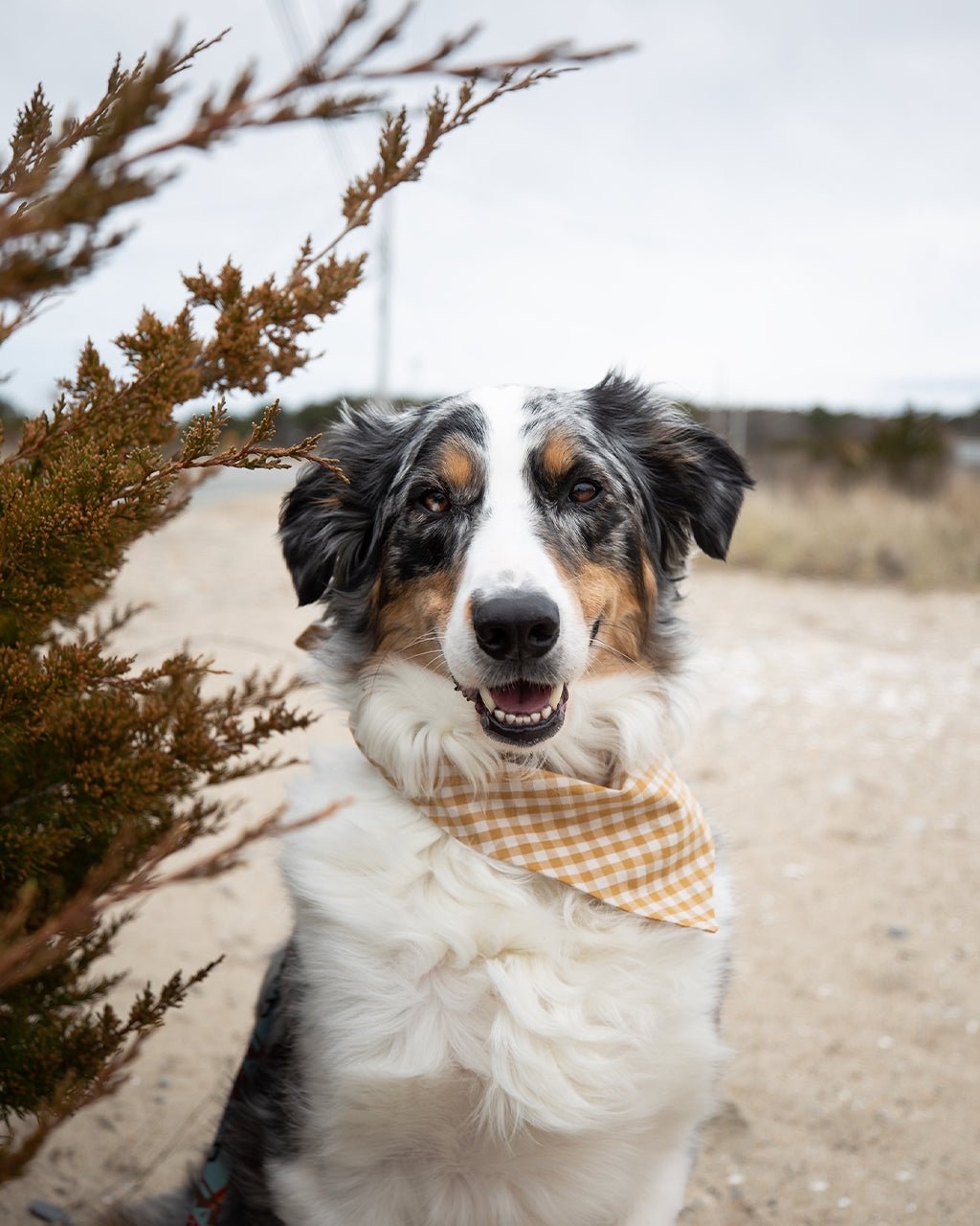 Gingham Dog Bandana – Bandanas & Neckwear by MODERNBEAST