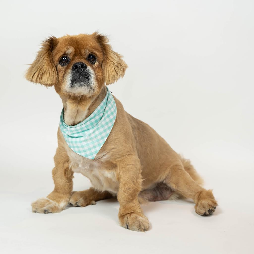 Gingham Dog Bandana – Bandanas & Neckwear by MODERNBEAST