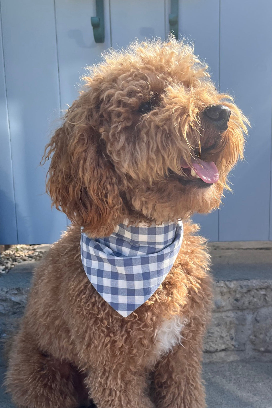 Gingham Dog Bandana – Bandanas & Neckwear by MODERNBEAST