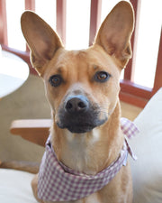 Gingham Dog Bandana – Bandanas & Neckwear by MODERNBEAST