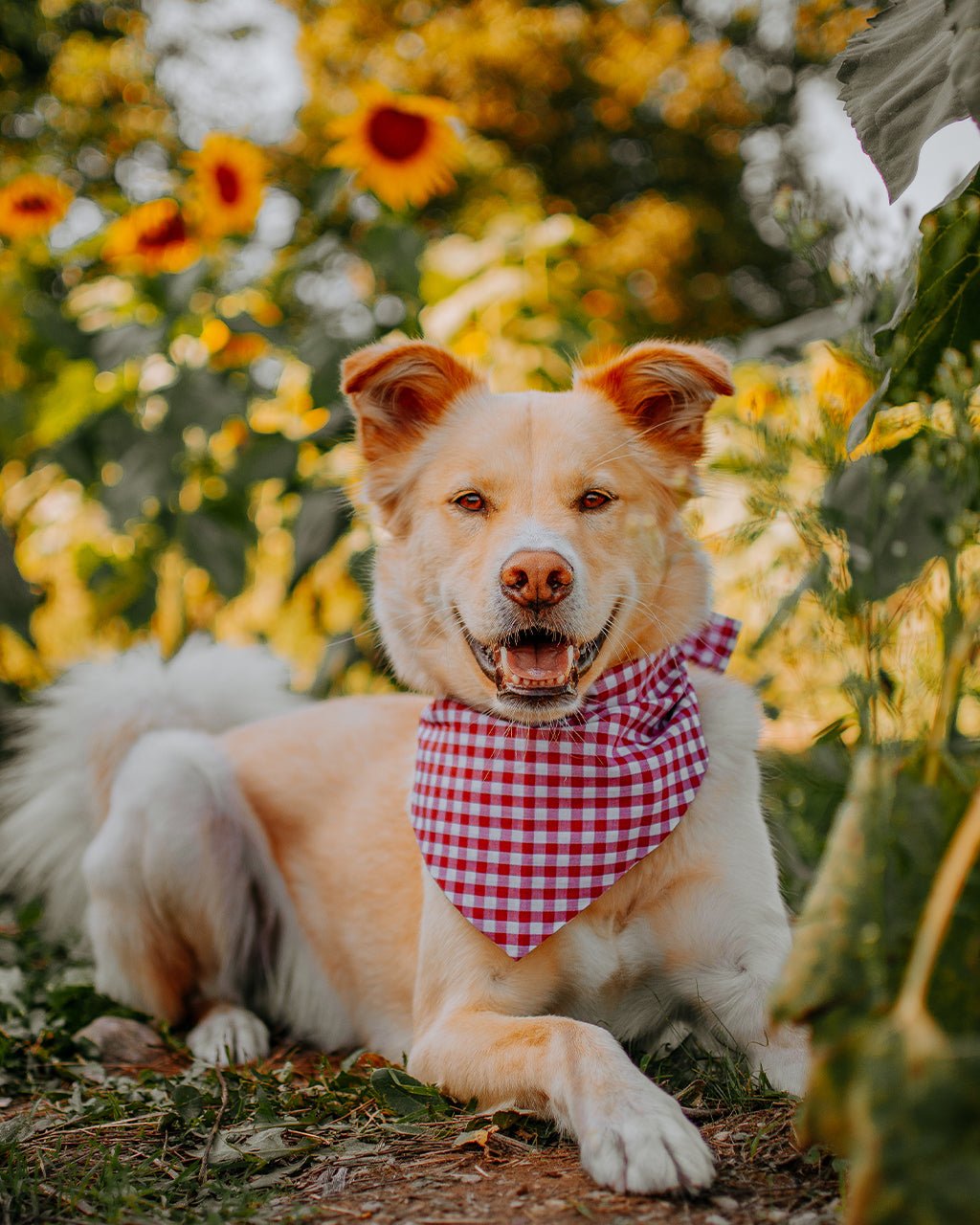 Gingham Dog Bandana – Bandanas & Neckwear by MODERNBEAST