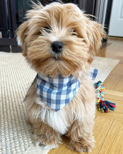 Gingham Dog Bandana – Bandanas & Neckwear by MODERNBEAST
