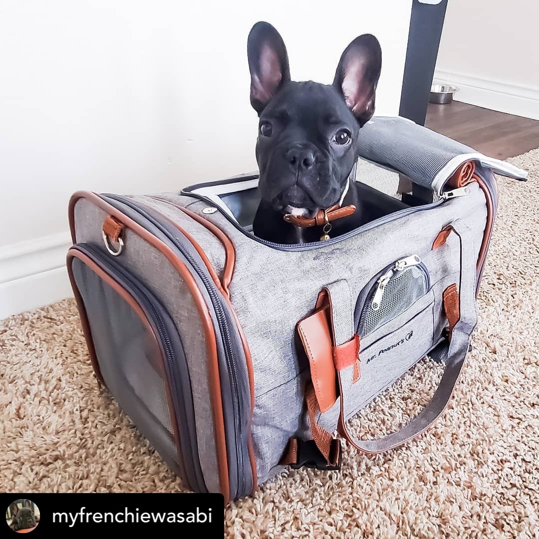 Gold Series Airline Compliant Dog Carrier Bag – Pet Carriers by Mr. Peanut's Pet Carriers