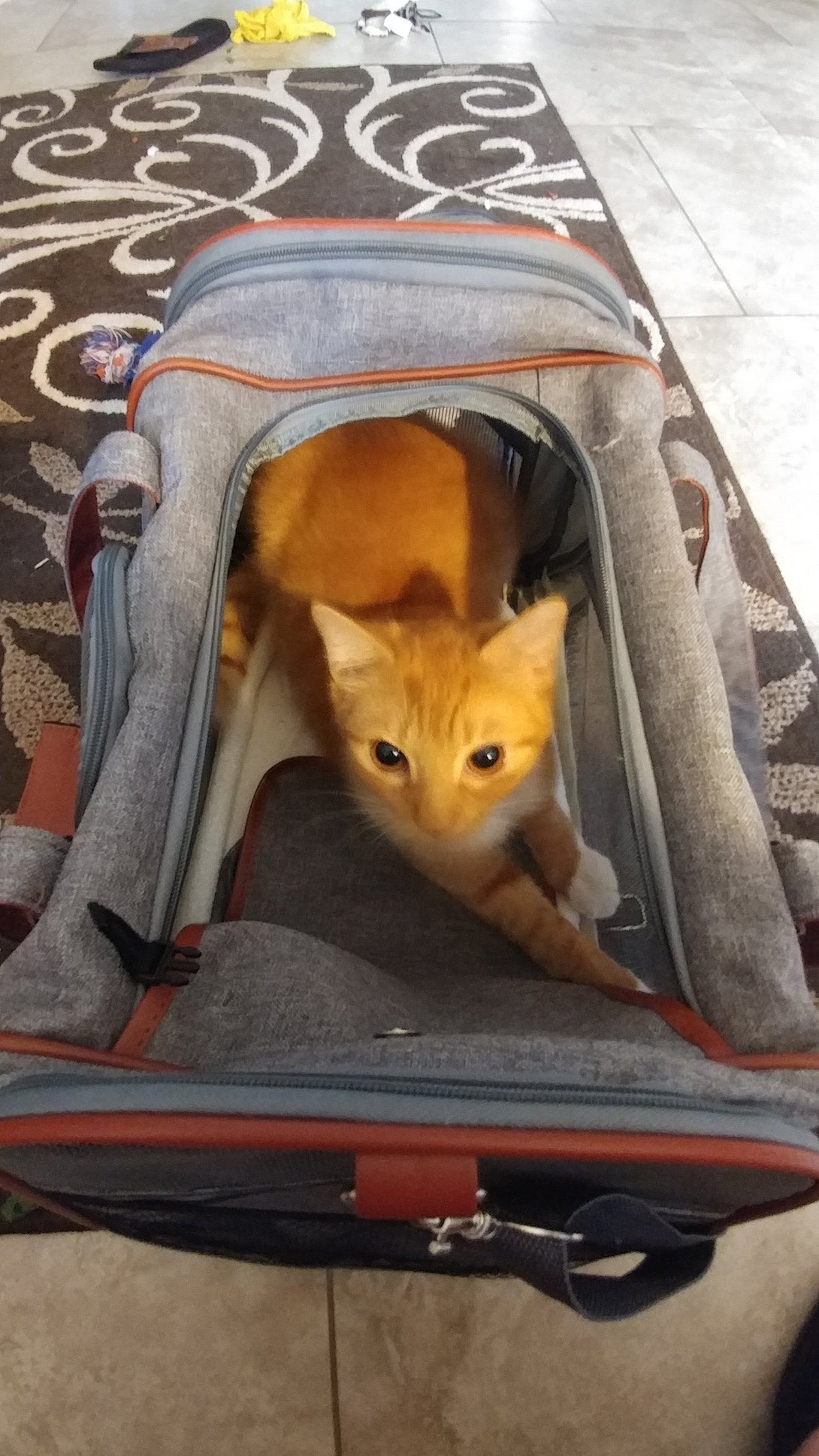 Gold Series Airline Compliant Dog Carrier Bag – Pet Carriers by Mr. Peanut's Pet Carriers