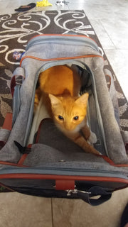 Gold Series Airline Compliant Dog Carrier Bag – Pet Carriers by Mr. Peanut's Pet Carriers