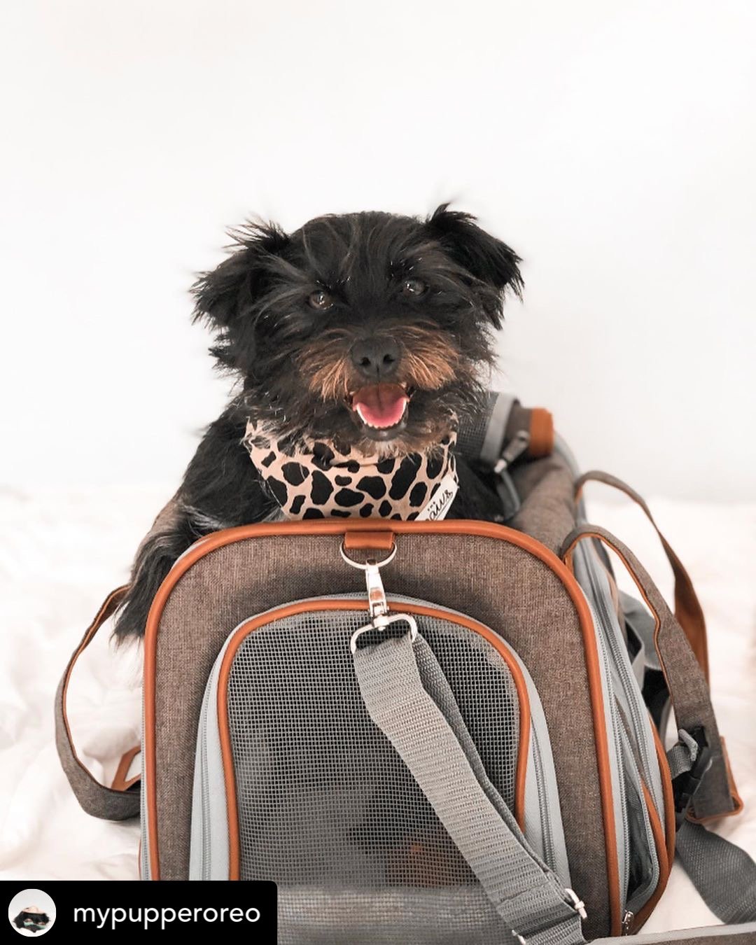 Gold Series Airline Compliant Dog Carrier Bag – Pet Carriers by Mr. Peanut's Pet Carriers