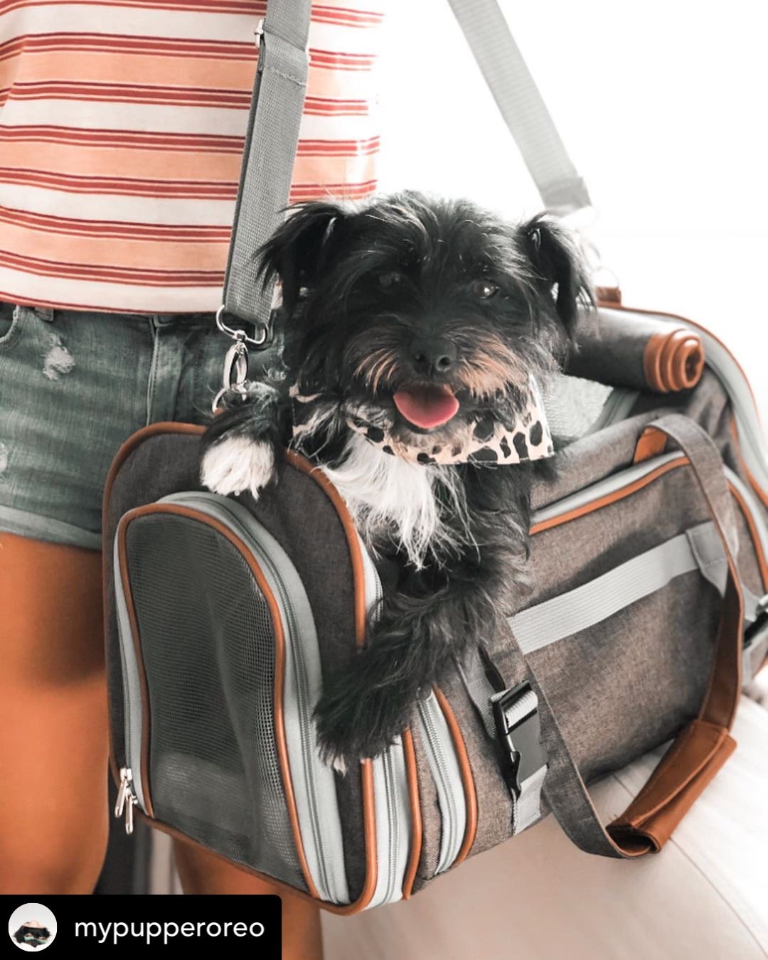Gold Series Airline Compliant Dog Carrier Bag – Pet Carriers by Mr. Peanut's Pet Carriers