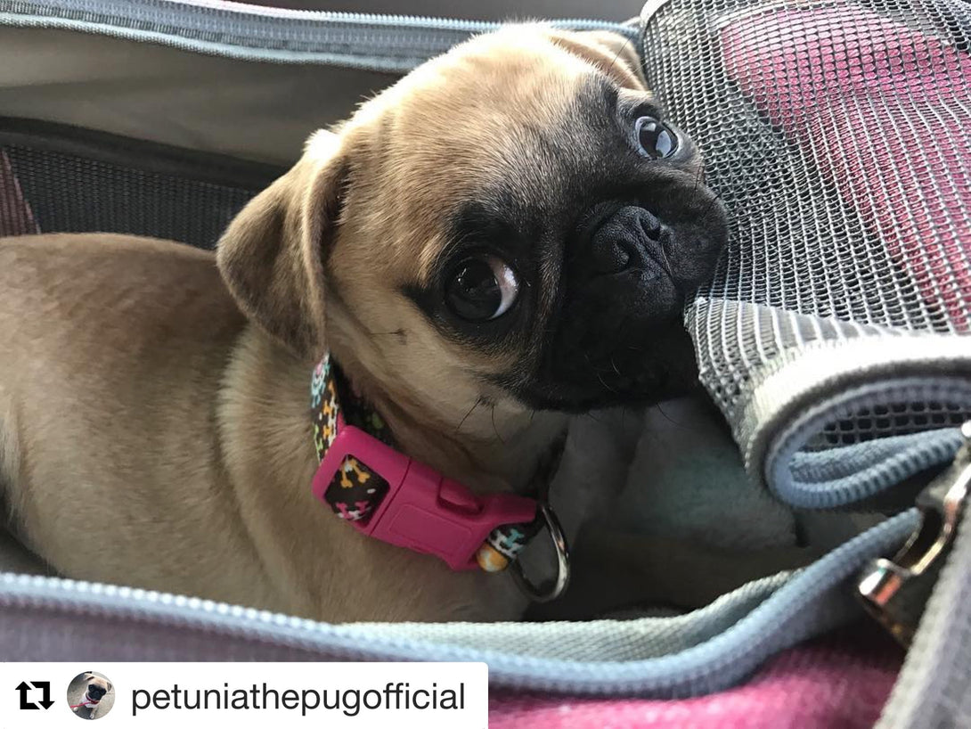 Gold Series Airline Compliant Dog Carrier Bag – Pet Carriers by Mr. Peanut's Pet Carriers