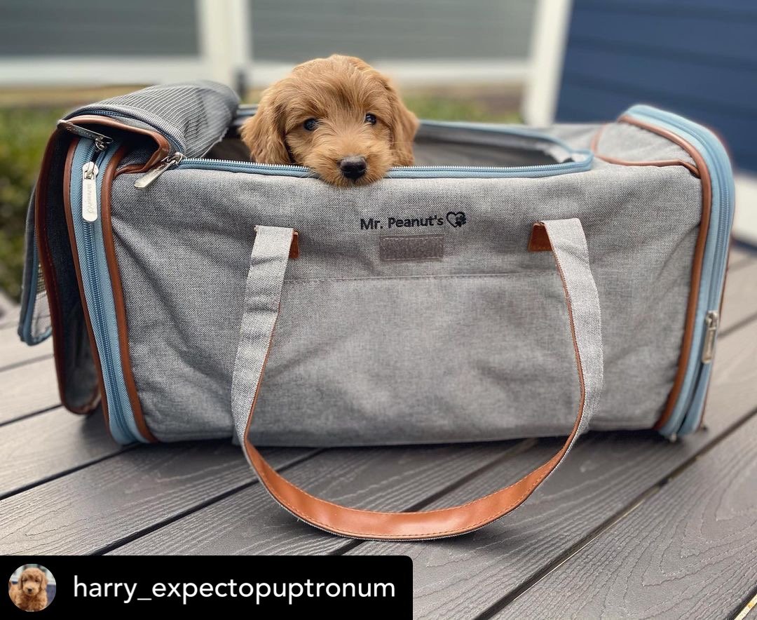 Gold Series Big Apple XL Size Airline Compliant Expandable Dog Carrier Bag – Pet Carriers by Mr. Peanut's Pet Carriers