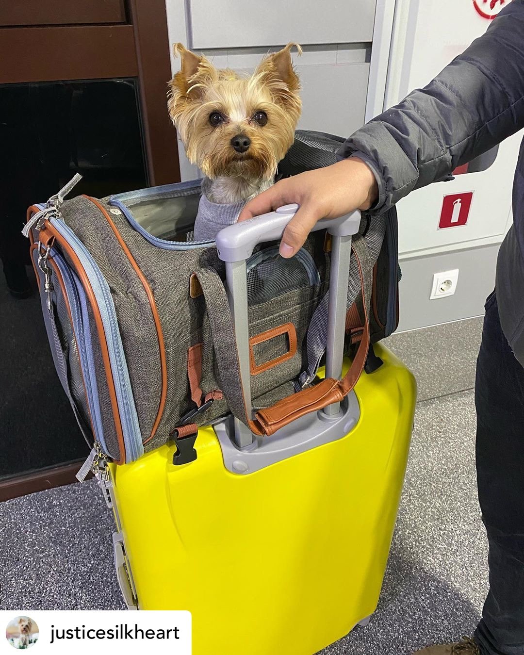 Gold Series Standard Size Airline Compliant Expandable Dog Carrier Bag – Pet Carriers by Mr. Peanut's Pet Carriers