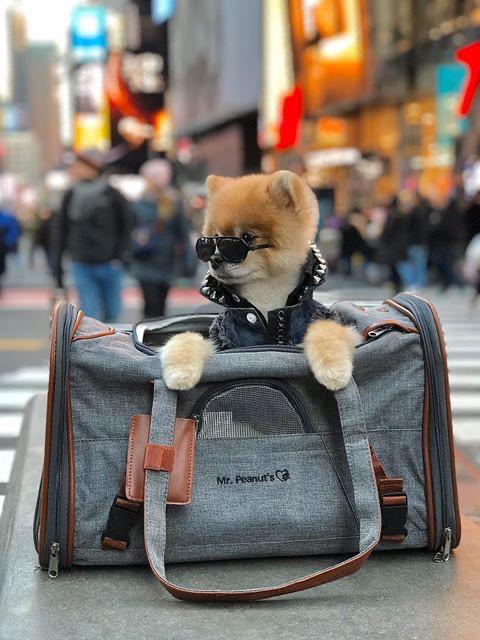 Gold Series Standard Size Airline Compliant Expandable Dog Carrier Bag – Pet Carriers by Mr. Peanut's Pet Carriers
