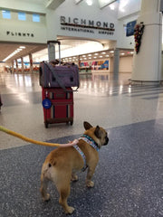 Gold Series Standard Size Airline Compliant Expandable Dog Carrier Bag – Pet Carriers by Mr. Peanut's Pet Carriers