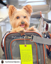 Gold Series Standard Size Airline Compliant Expandable Dog Carrier Bag – Pet Carriers by Mr. Peanut's Pet Carriers