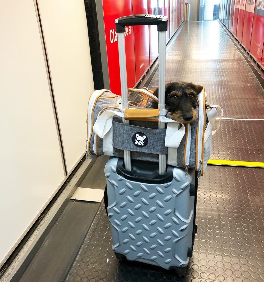 Gold Series Standard Size Airline Compliant Expandable Dog Carrier Bag – Pet Carriers by Mr. Peanut's Pet Carriers