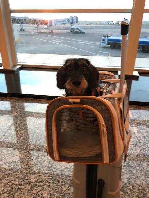 Gold Series Standard Size Airline Compliant Expandable Dog Carrier Bag – Pet Carriers by Mr. Peanut's Pet Carriers