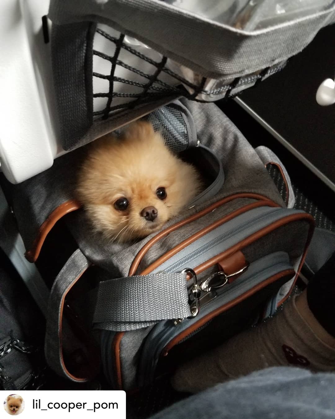Gold Series Standard Size Airline Compliant Expandable Dog Carrier Bag – Pet Carriers by Mr. Peanut's Pet Carriers