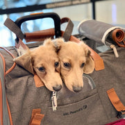 Gold Series Standard Size Airline Compliant Expandable Dog Carrier Bag – Pet Carriers by Mr. Peanut's Pet Carriers