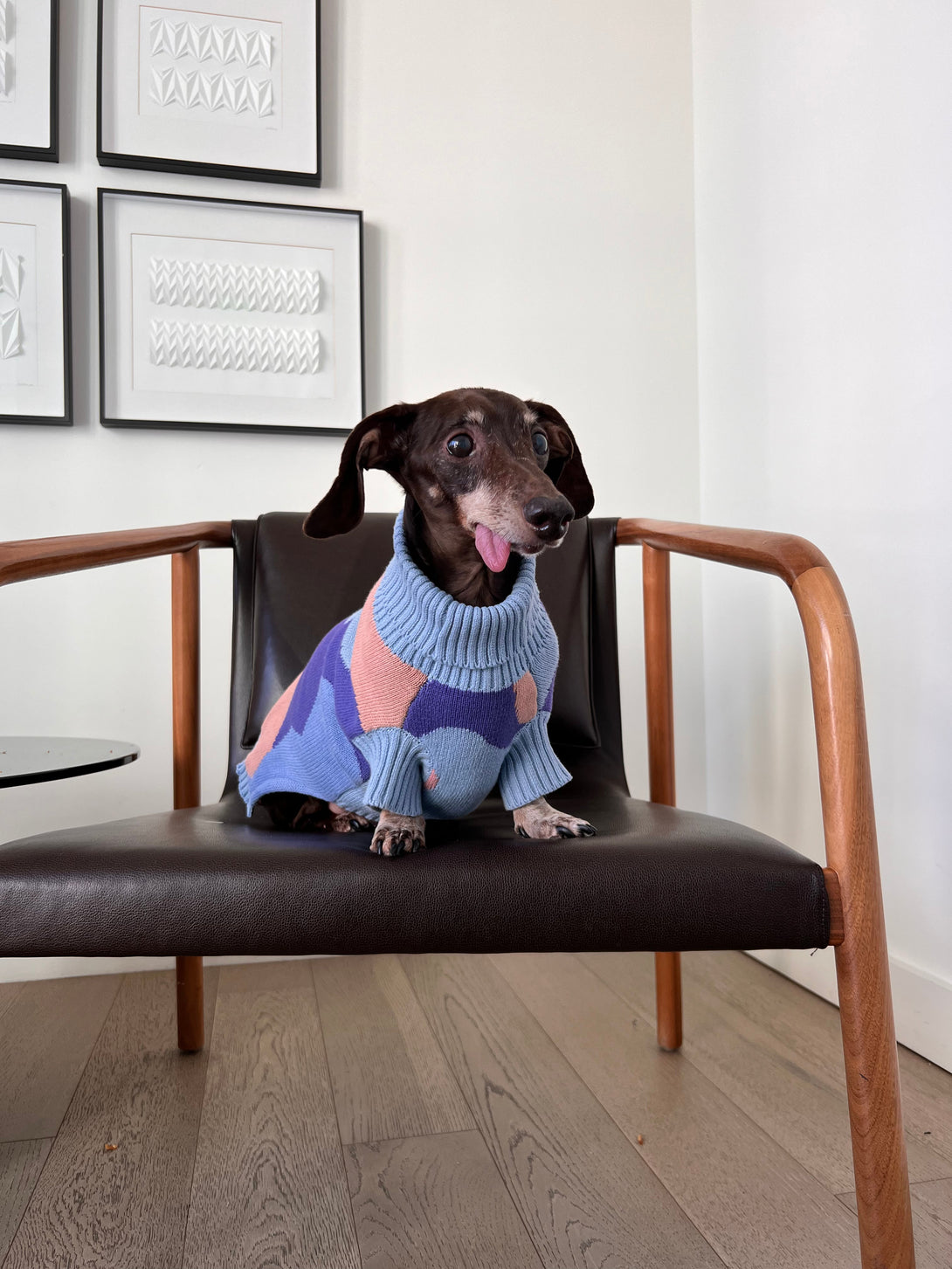 Groovy Knitted Dog Sweater – Sweaters & Hoodies by Sunbean