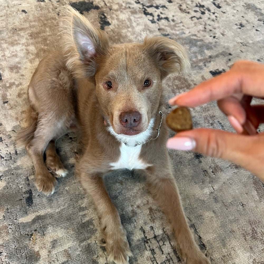 Hip & Joint Chews (90 Chews) Dog Vitamin Supplements – Dog Vitamins & Supplements by Freezbone