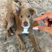 Hip & Joint Chews (90 Chews) Dog Vitamin Supplements – Dog Vitamins & Supplements by Freezbone