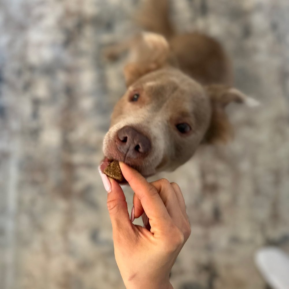 Hip & Joint Chews (90 Chews) Dog Vitamin Supplements – Dog Vitamins & Supplements by Freezbone