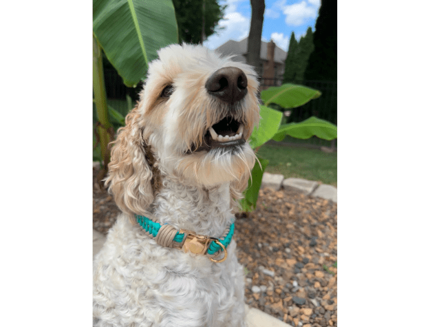 Infinity Braid in Teal & Light Tan - Handmade Dog Collar – Dog Collars by Pawsh Pup Co.