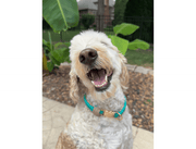 Infinity Braid in Teal & Light Tan - Handmade Dog Collar – Dog Collars by Pawsh Pup Co.