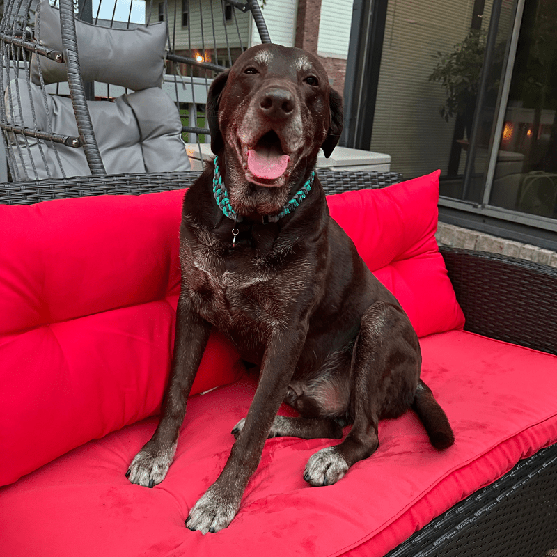 Josephine Braid Handmade Dog Collar - Customize Your Colors – Dog Collars by Pawsh Pup Co.