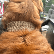 Josephine Braid Handmade Dog Collar - Customize Your Colors – Dog Collars by Pawsh Pup Co.