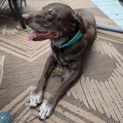 Josephine Braid Handmade Dog Collar - Customize Your Colors – Dog Collars by Pawsh Pup Co.