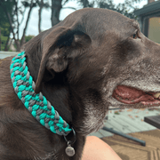 Josephine Braid Handmade Dog Collar - Customize Your Colors – Dog Collars by Pawsh Pup Co.