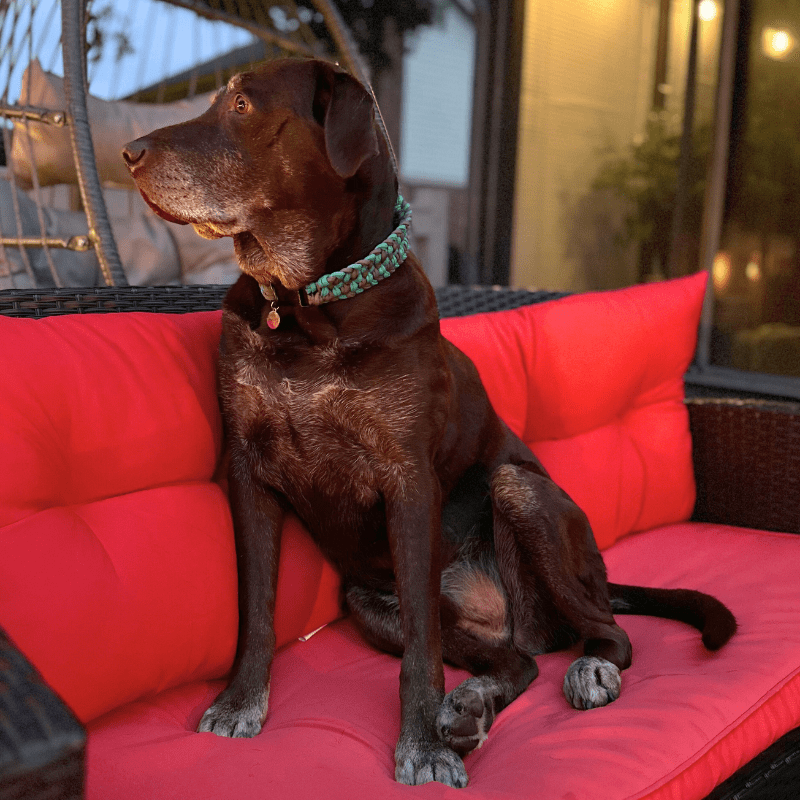 Josephine Braid Handmade Dog Collar - Customize Your Colors – Dog Collars by Pawsh Pup Co.