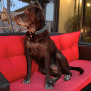 Josephine Braid Handmade Dog Collar - Customize Your Colors – Dog Collars by Pawsh Pup Co.