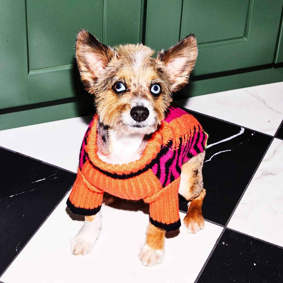 Lil Baddie Knit Dog Sweater. – Sweaters & Hoodies by JUST FRED.