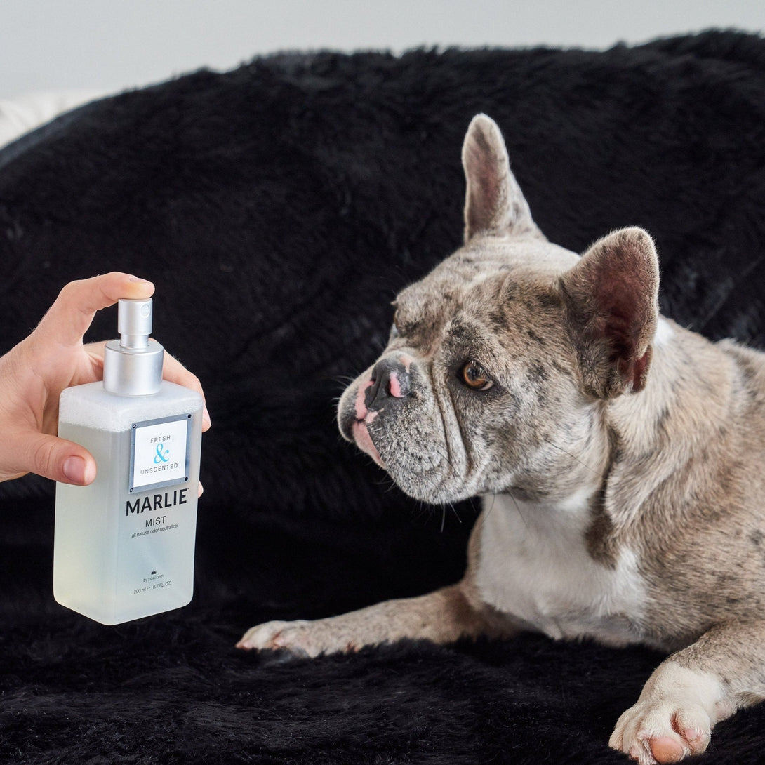 Marlie Mist Pet Odor Eliminator Spray with Essential Oils – Fragrance & Deodorizing by Paw.com