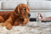Marlie Mist Pet Odor Eliminator Spray with Essential Oils – Fragrance & Deodorizing by Paw.com