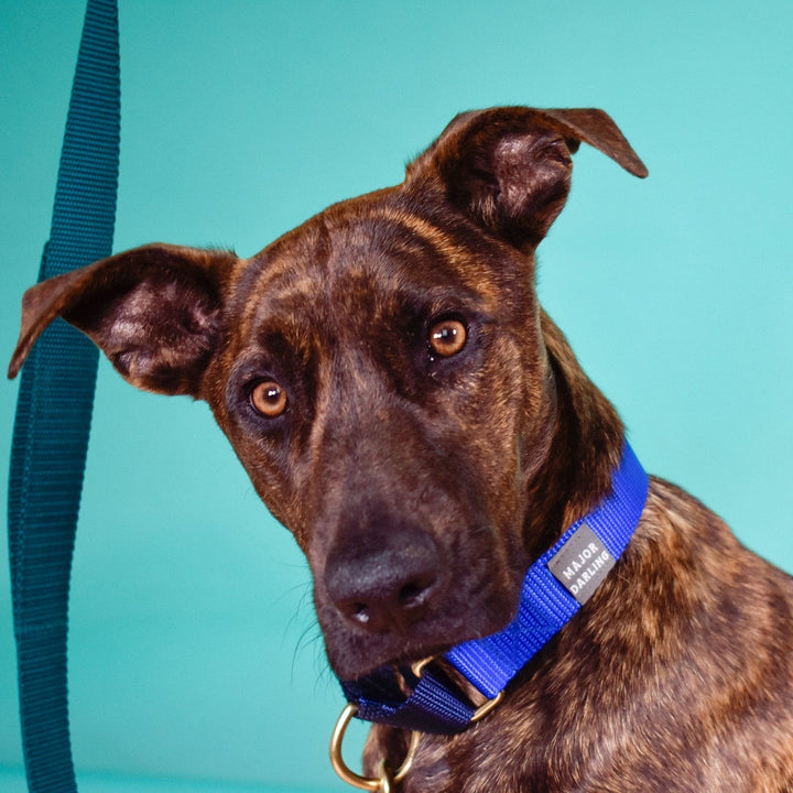 martingale dog collar / cobalt + navy – Wuforia