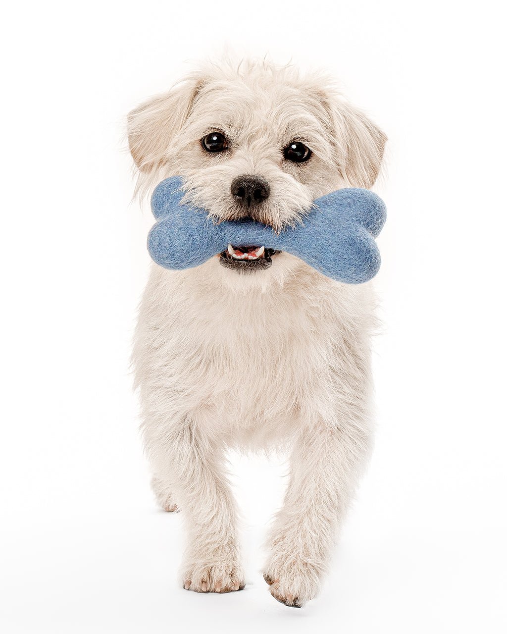 MB Woolbone Wool Dog Toy - Bright Colors – Dog Toys by MODERNBEAST