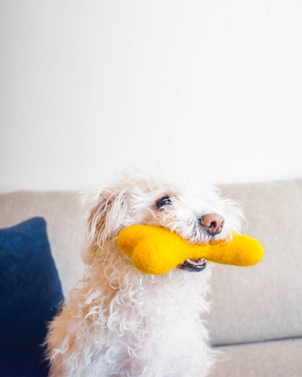 MB Woolbone Wool Dog Toy - Bright Colors – Dog Toys by MODERNBEAST
