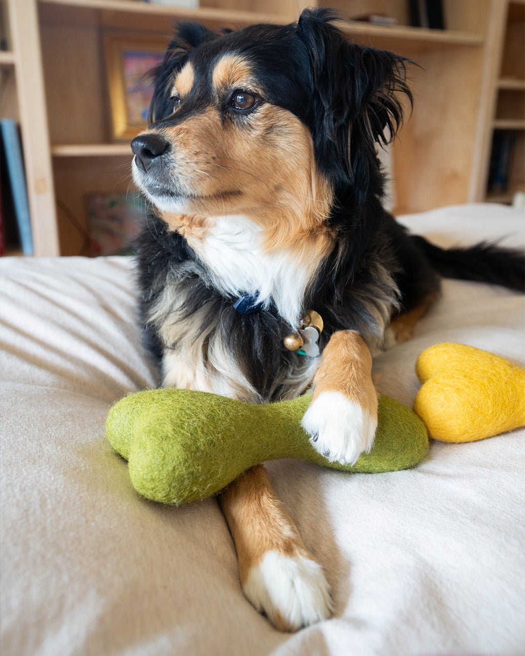 MB Woolbone Wool Dog Toy - Bright Colors – Dog Toys by MODERNBEAST