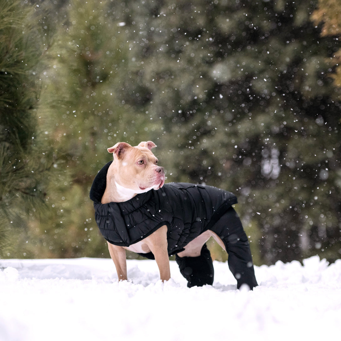Odysey Dog Snowsuit - Black – Jackets & Coats by GF Pet.us