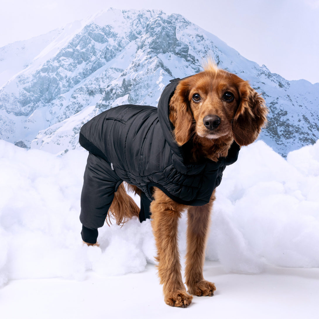 Odysey Dog Snowsuit - Black – Jackets & Coats by GF Pet.us