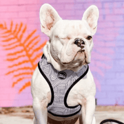 Off the Grid Adjustable Dog Harness – Dog Harnesses by Woof + Wonder