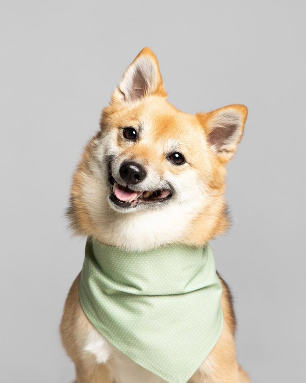 Party Dog Bandana – Bandanas & Neckwear by MODERNBEAST